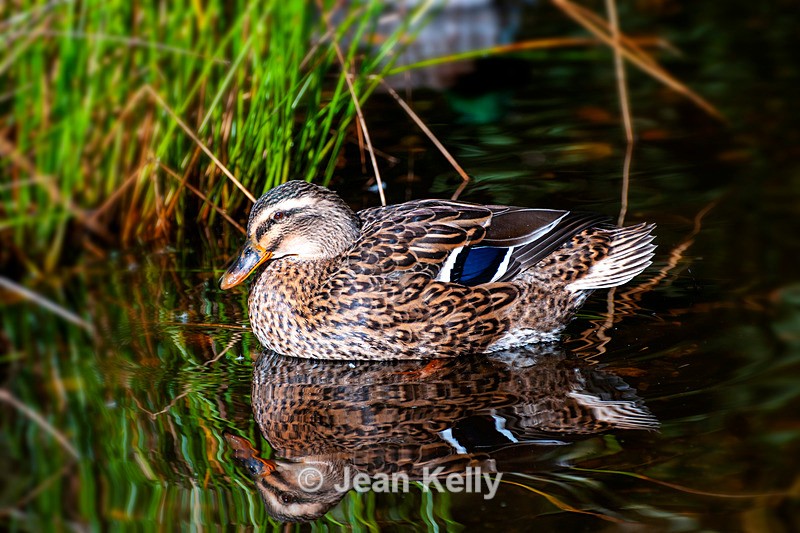 Mallard Duck - DSC_7685 - Birds