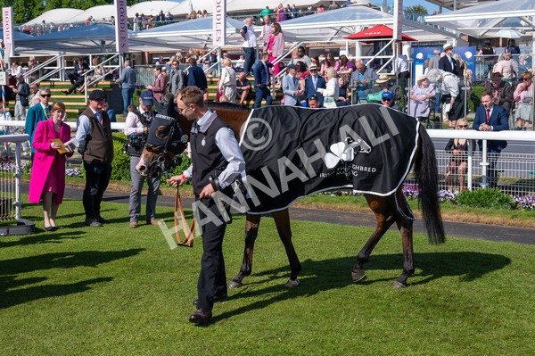 160525-Race 5-The Man-6579 - Race 5 4.15pm Irish Thoroughbred Marketing Handicap