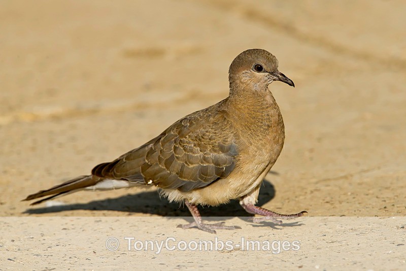 Laughing Dove  (f) - Turkey