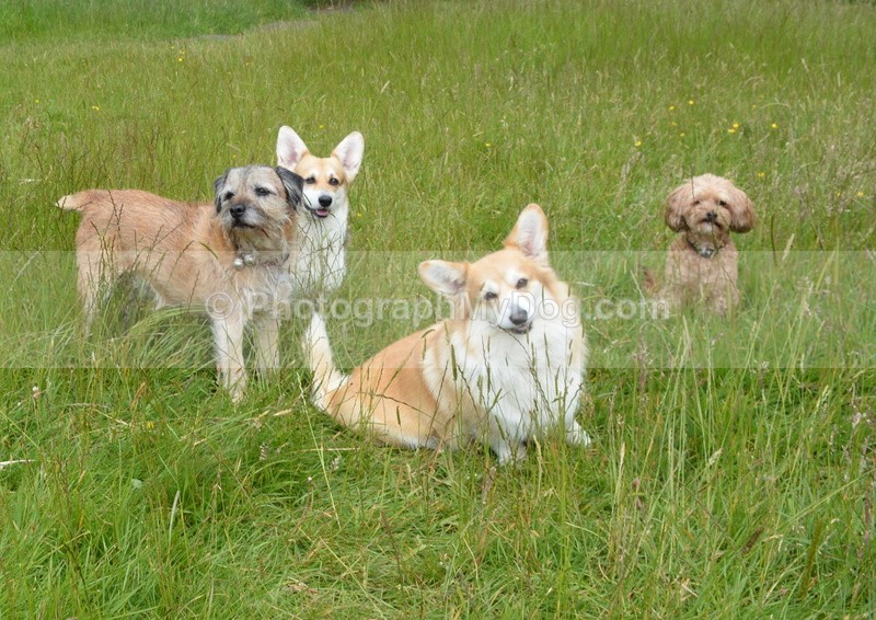  - Eric, Ulla, Maisie and Lola