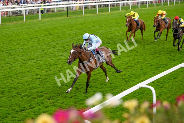 220824-Race 5-Scenic-7624 - Race 5 4.10pm British EBF & Sir Henry Cecil Galtres Stakes