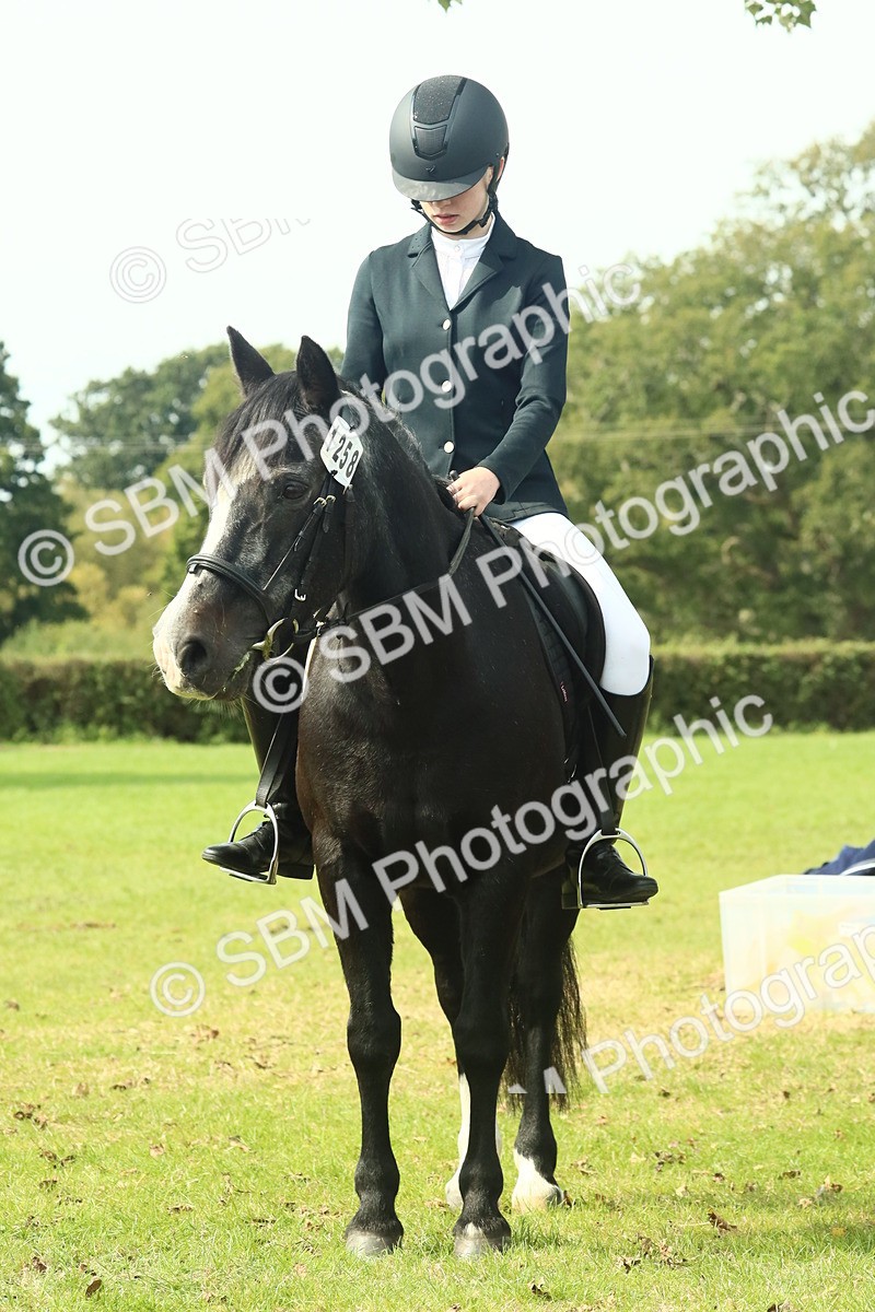 SBM_66776 - S34 - Rehabilitated Rescue Horse & Pony In Hand & Ridden