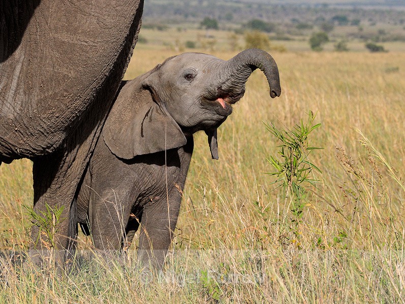 Baby Elephant at mother's side in the Masai Mara - Elephant