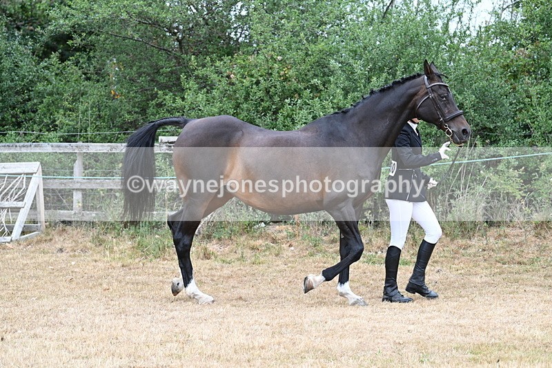 WJ7_9016 - Class 4a Prettiest Mare 14.2hh and over