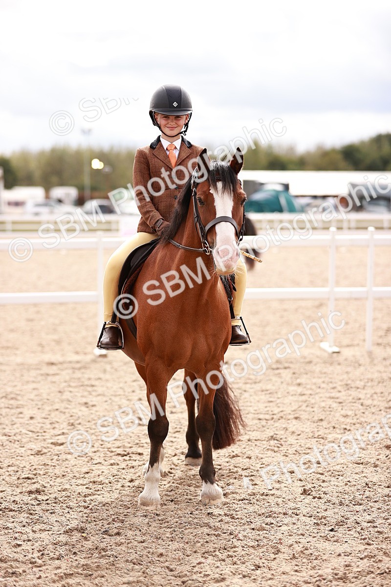SBM_18324 - Class 417 - Handsome Gelding (IH or Ridden - JNR)