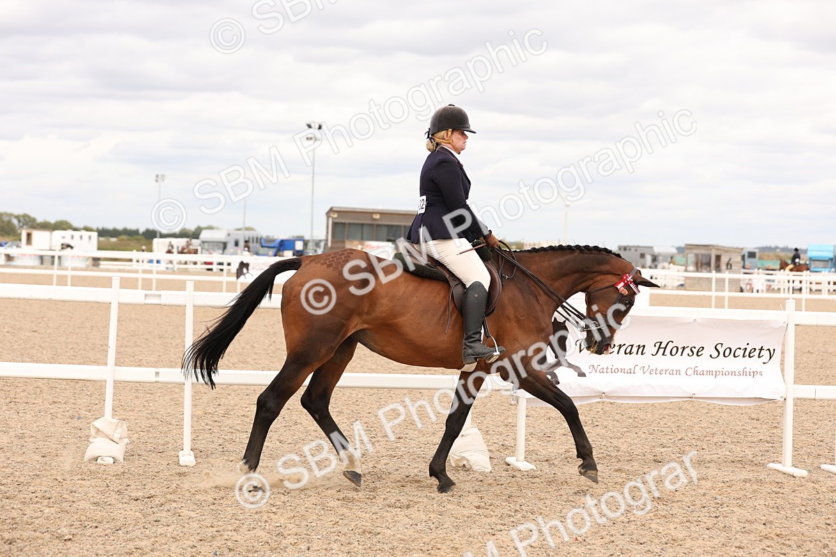 SBM_17316 - Class 214 - Ridden Hack Riding Horse