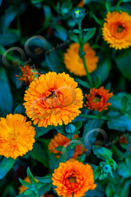 Marigold-5948 - Plants and trees