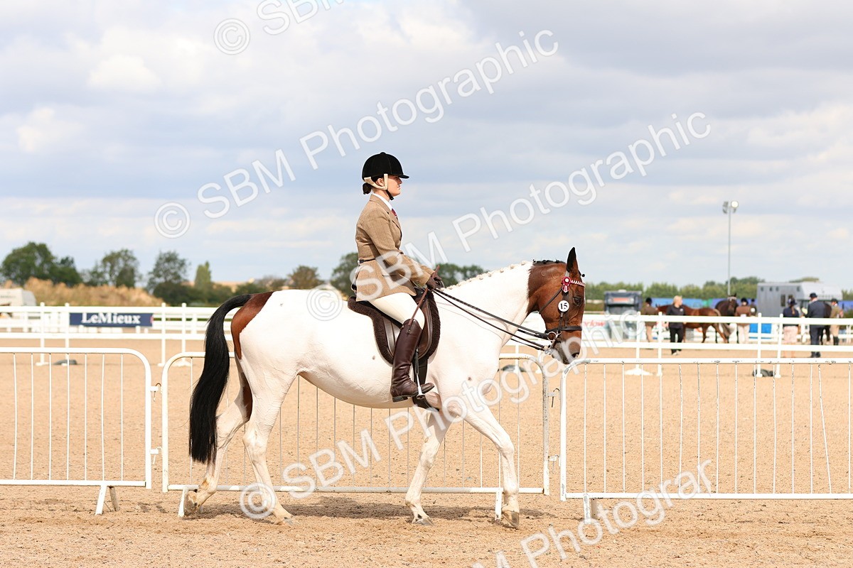 SBM_14076 - Class 213 - Ridden Hack Riding Horse