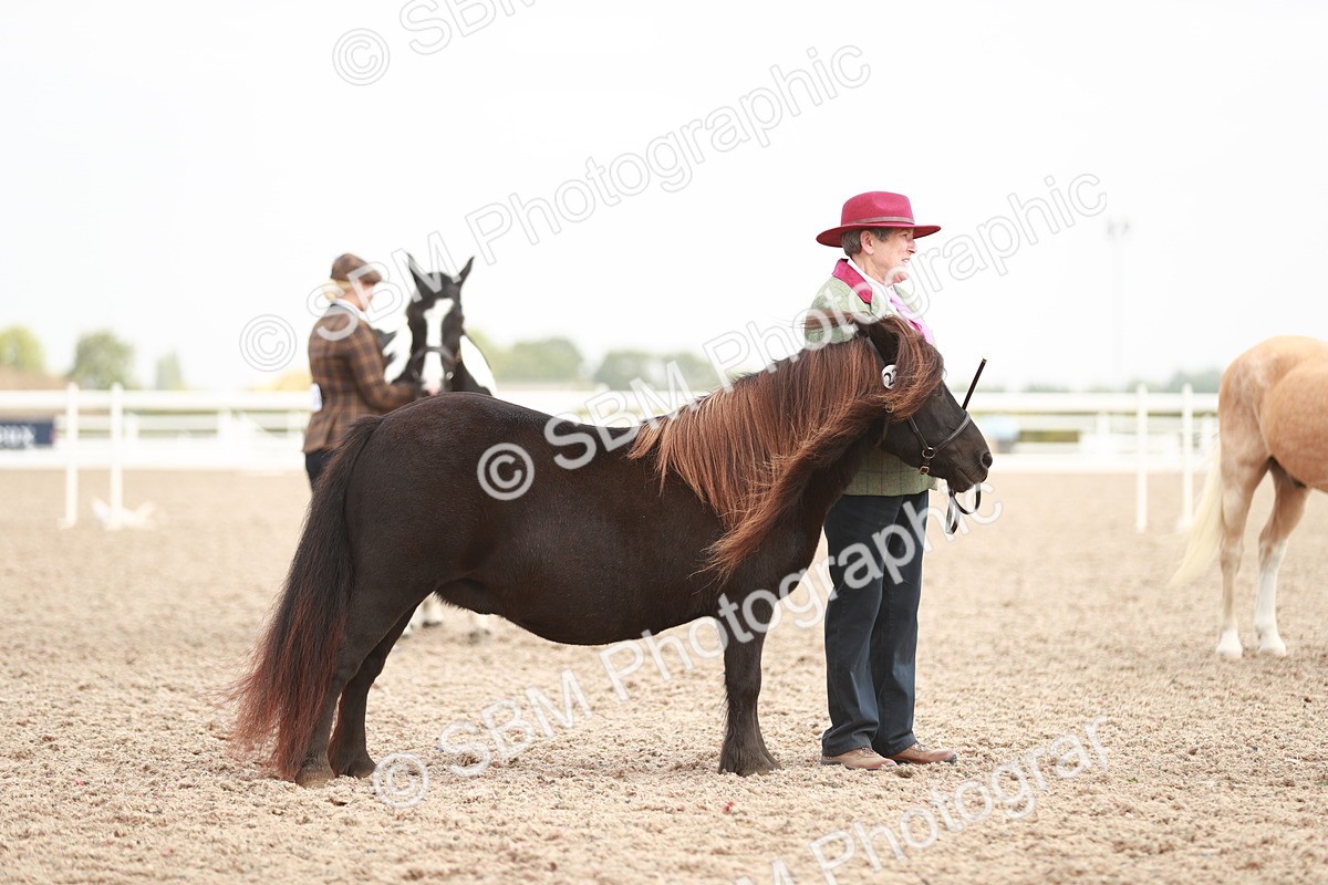 SBM_11890 - Class 206 IH Non Show Type Pony