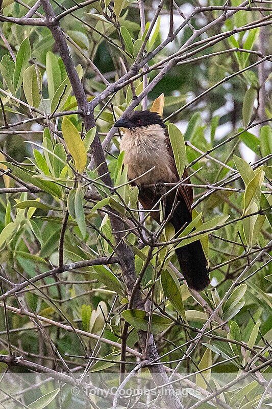 Senegal Coucal - The Gambia