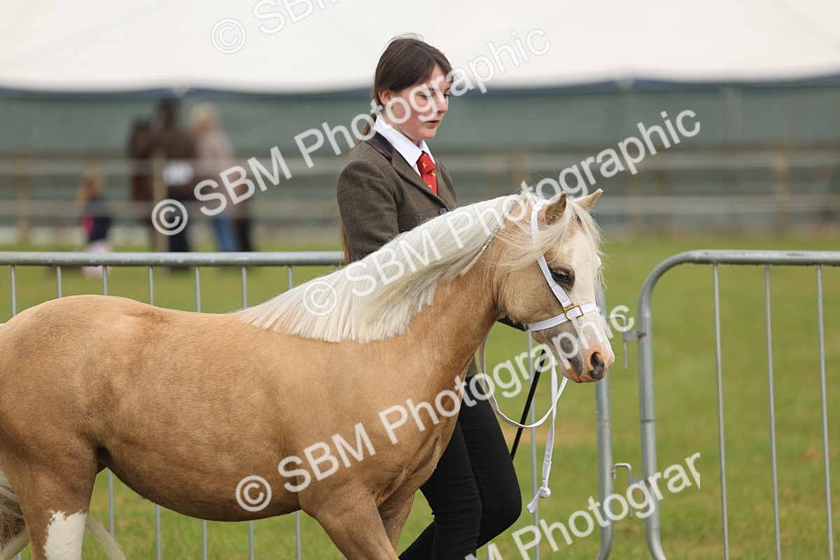 SBM_01322 - Class 50-57 - M&M Welsh Pony In Hand