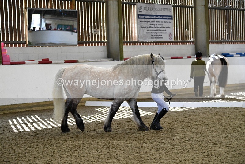 WJ5_4330 - Class 6 In hand M&M - Large Breeds