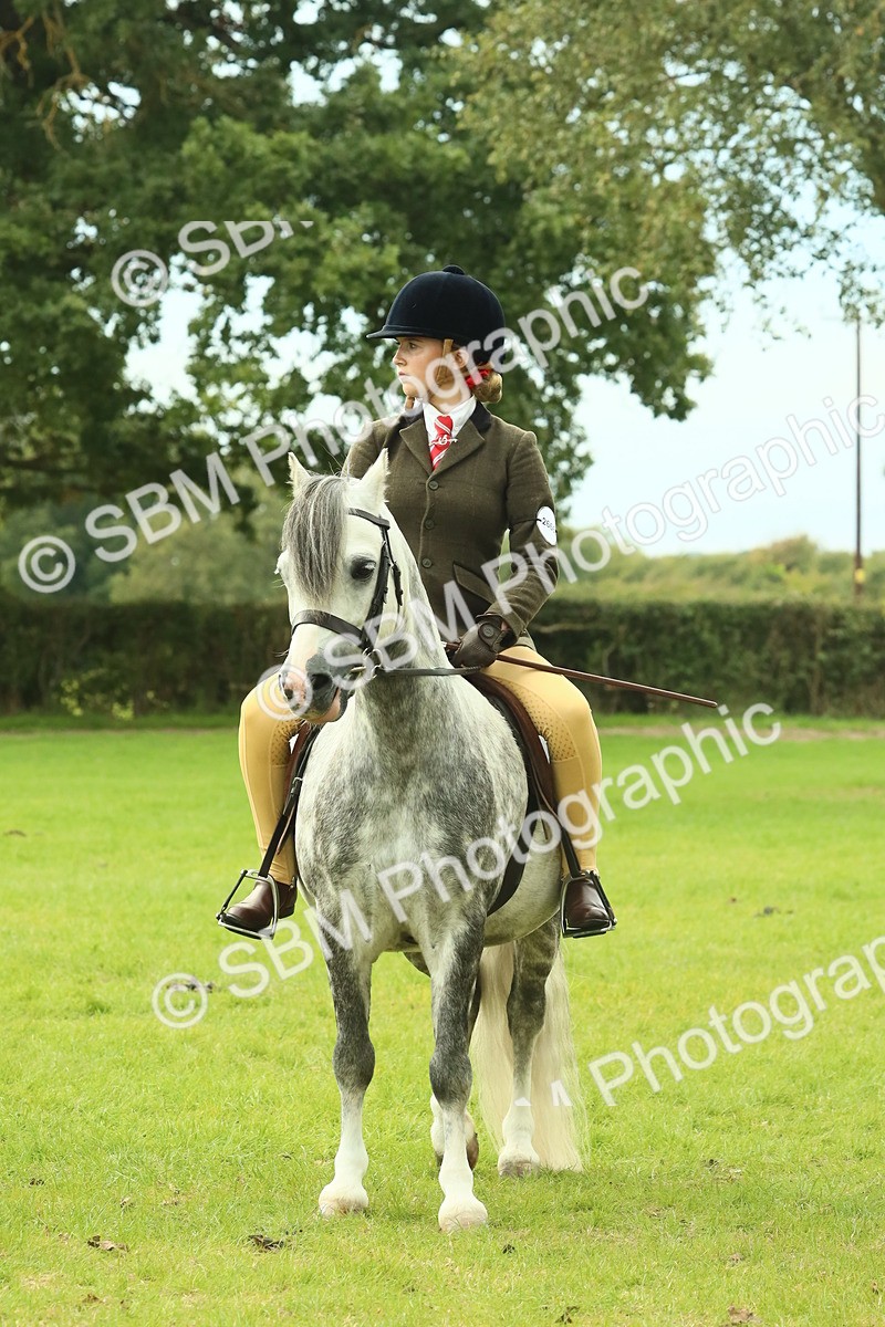 SBM_69990 - S59 - Mountain & Moorland Ridden Small Breeds