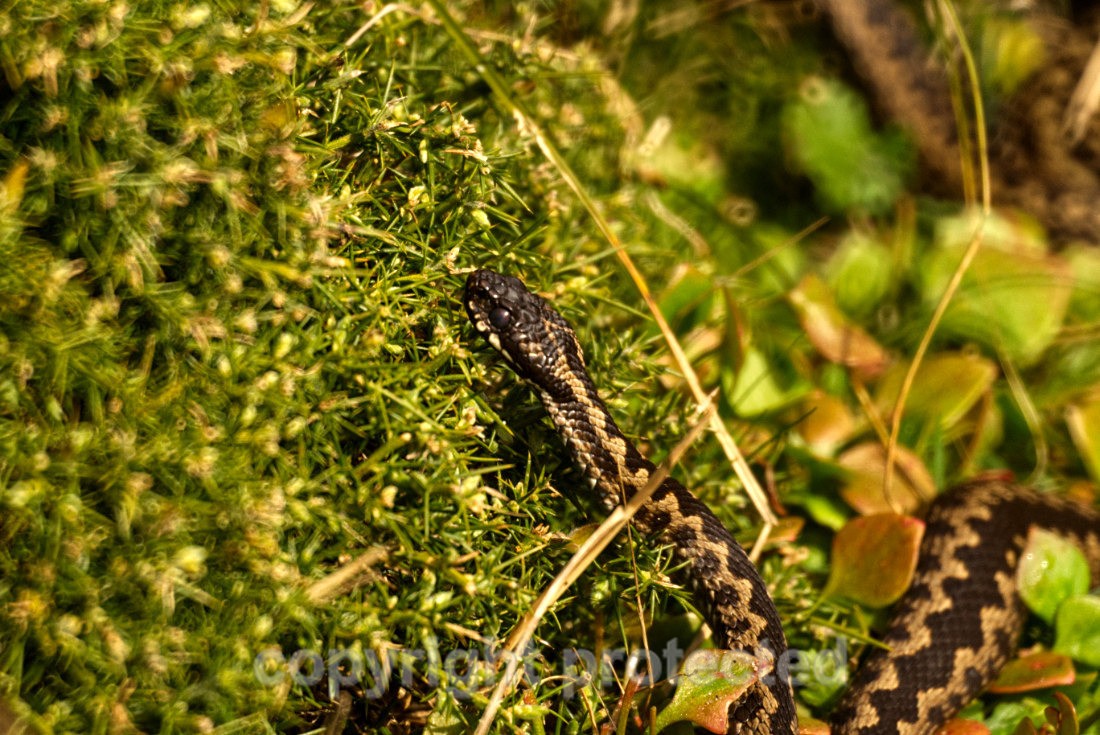 Adder - Beach along Suffolk Coast - Suffolk - Reptiles