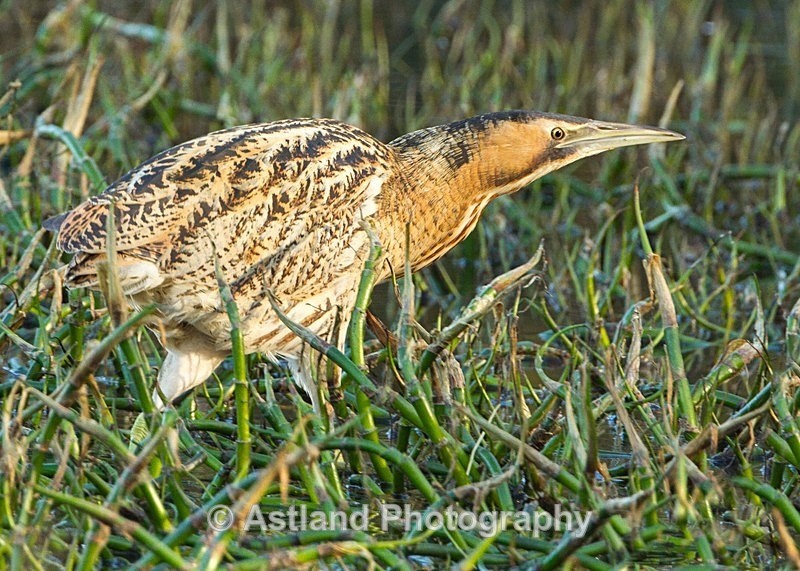 Astland Photography, Bird and Wildlife Images, Susan and Peter Wilson, U.K.
