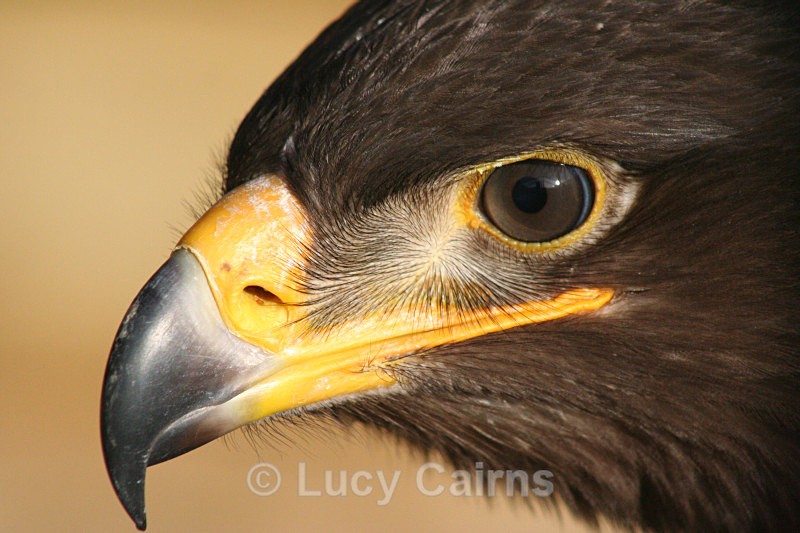  - Birds of Prey