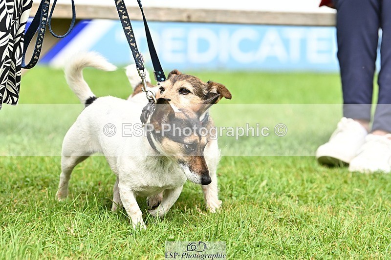 240811-131955-05974 - Dog Photos