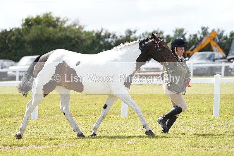 DSC07159 - Class 61: Coloured Horse 4yrs & Over