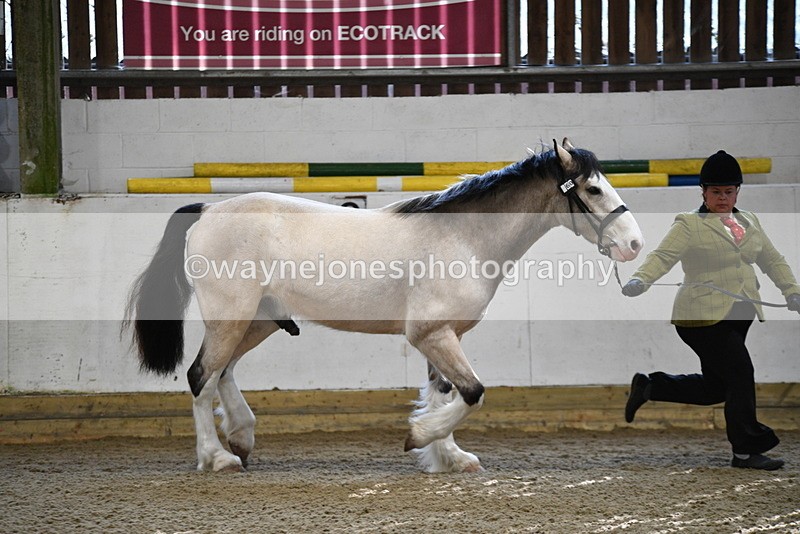 WJ5_3452 - Class 1 Youngstock