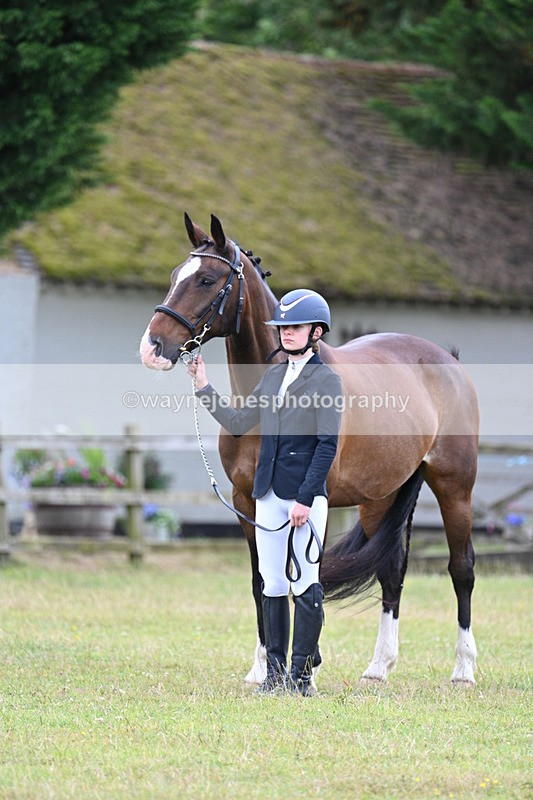 WJ7_7013 - Class 5a Most Handsome Gelding in Hand