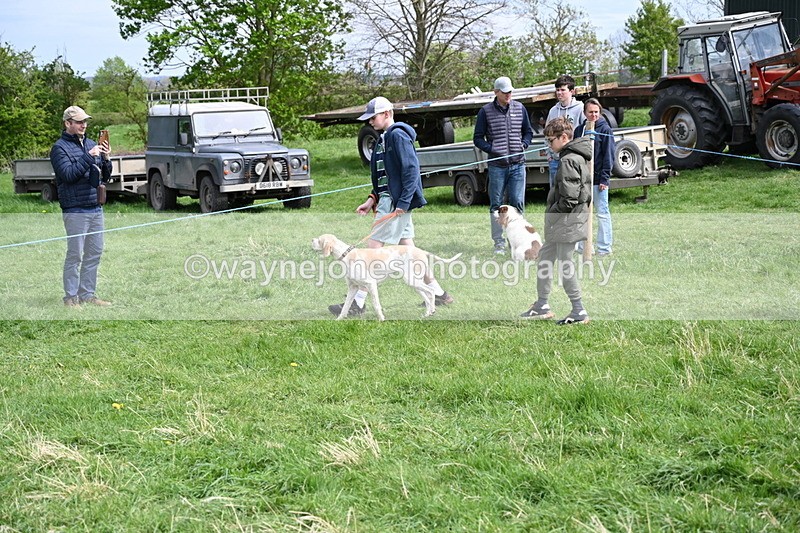 WJ6_8822 - Class 8 Best Working / Gun Dog or Bitch