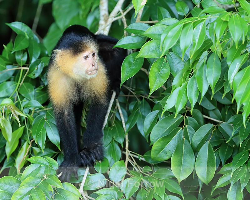 Capuchin monkey, Rio Chagres, Panama - Monkey