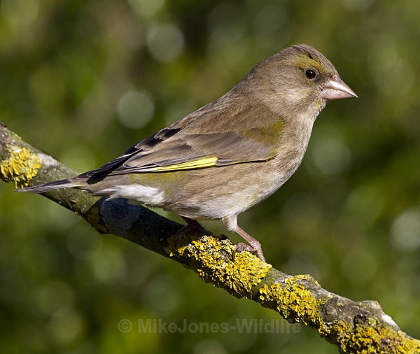 GREENFINCH ( FEMALE ) REF GREEN 1 - GREENFINCHES