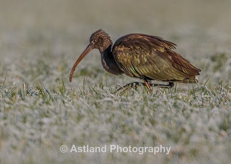 Astland Photography, Bird and Wildlife Images, Susan and Peter Wilson, U.K.