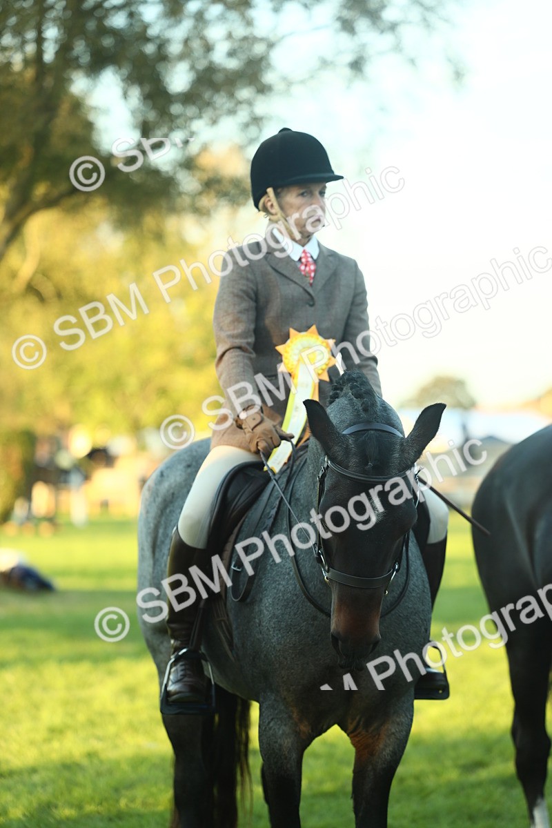 SBM_56546 - S14 - Riding Club Horse
