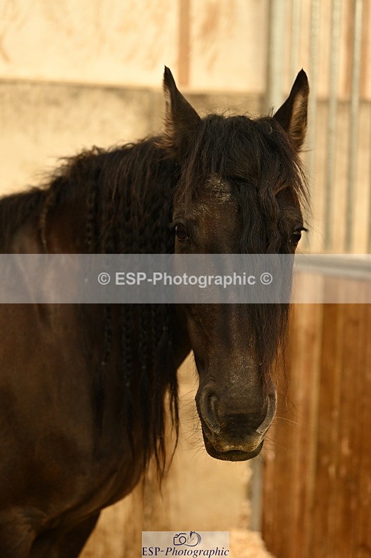 240809A-084559-00005 - Stable Shots