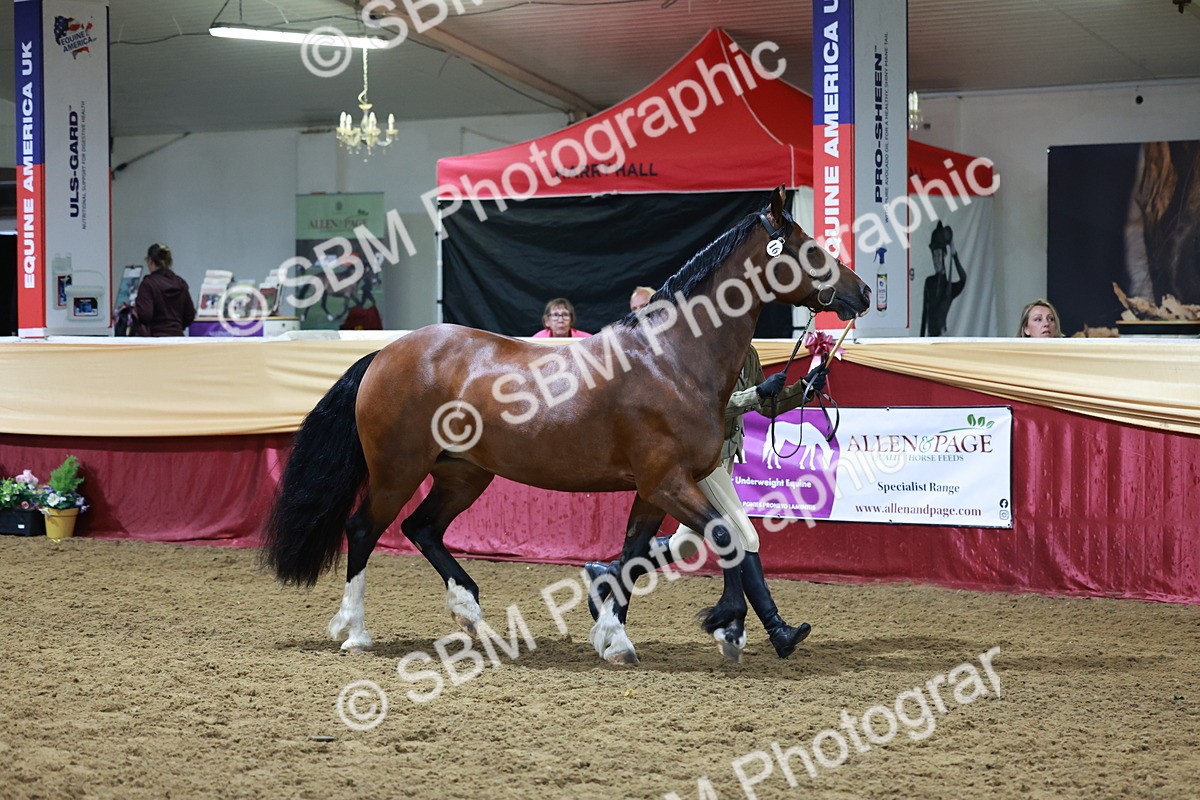 SBM_20399 - Class F - IH Small (148cm & Under)Champ
