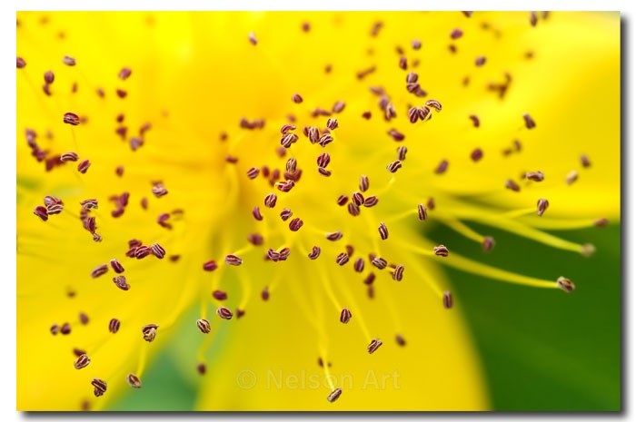 Pollen On Yellow - Nature