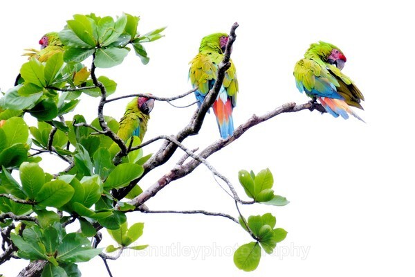  - Birds of Costa Rica and Mauritius