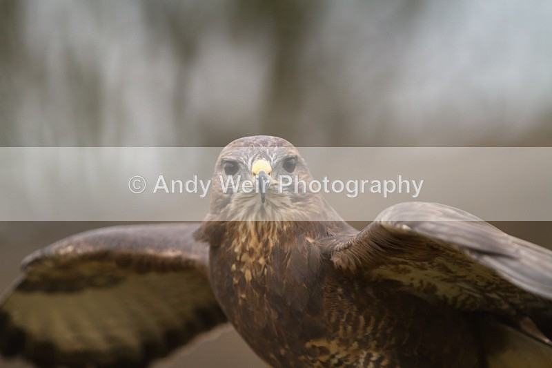 20110312-IMG_2134 - Common Buzzard