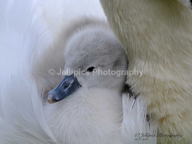  - Wildlife and Nature