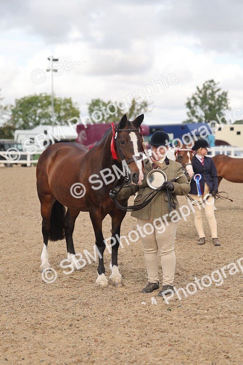 SBM_04378 - Class 17 - Prettiest Mare (IH or Ridden)
