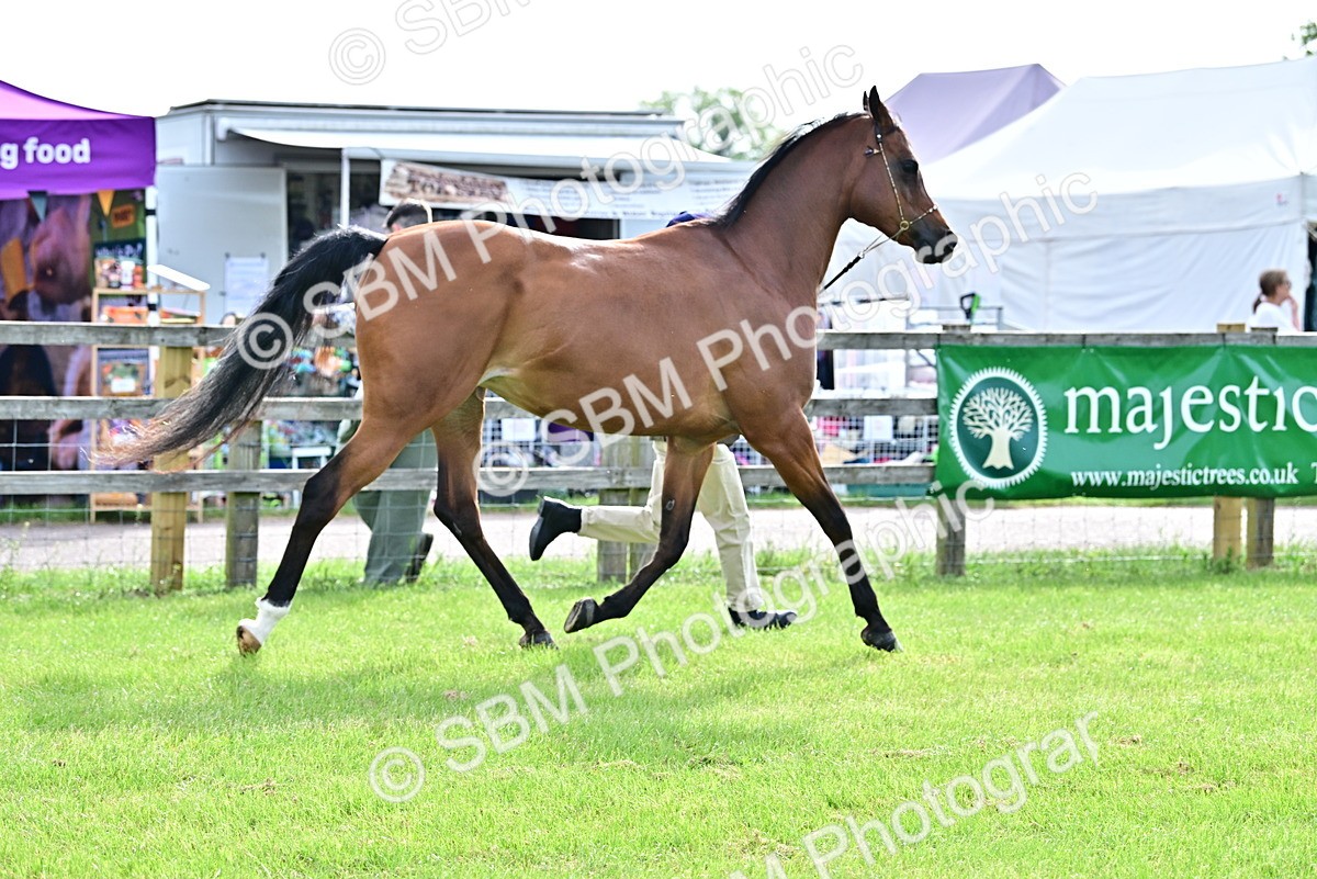 SBM_00009 - Class 46-49 - Arab and Part Bed-Anglo Arab In Hand