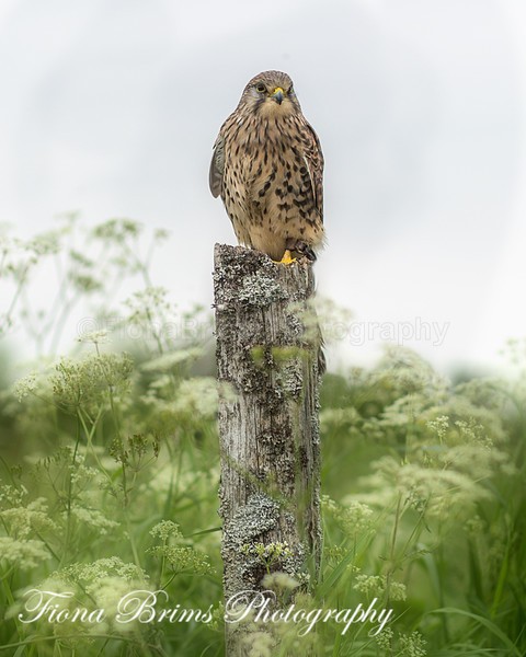 Wow June PD-44 - Birds of Prey