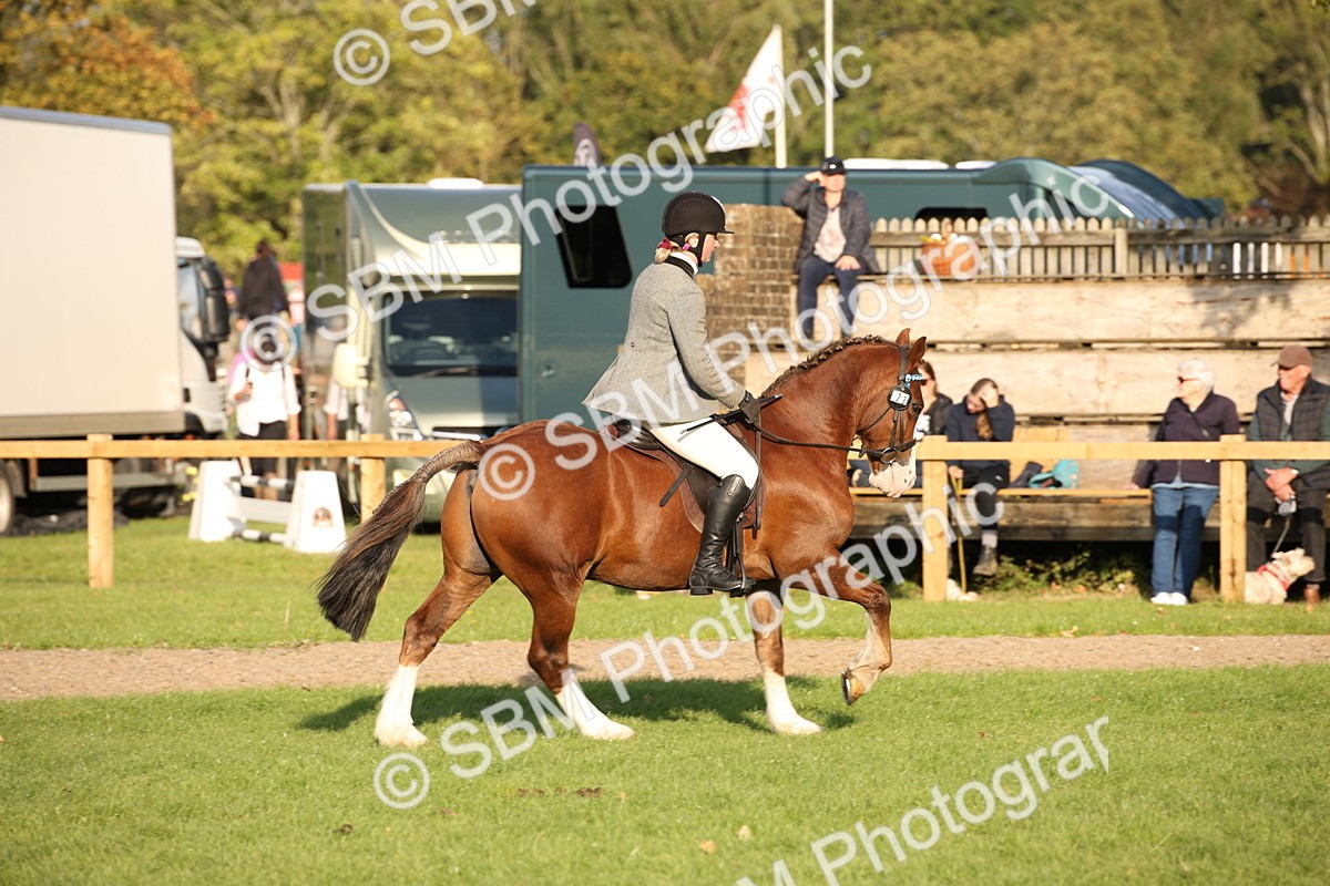 SBM_54340 - S27 - Mature Veteran - Ridden