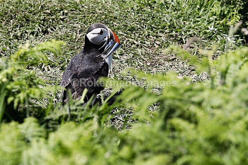 _56A7085 - Skomer 2019