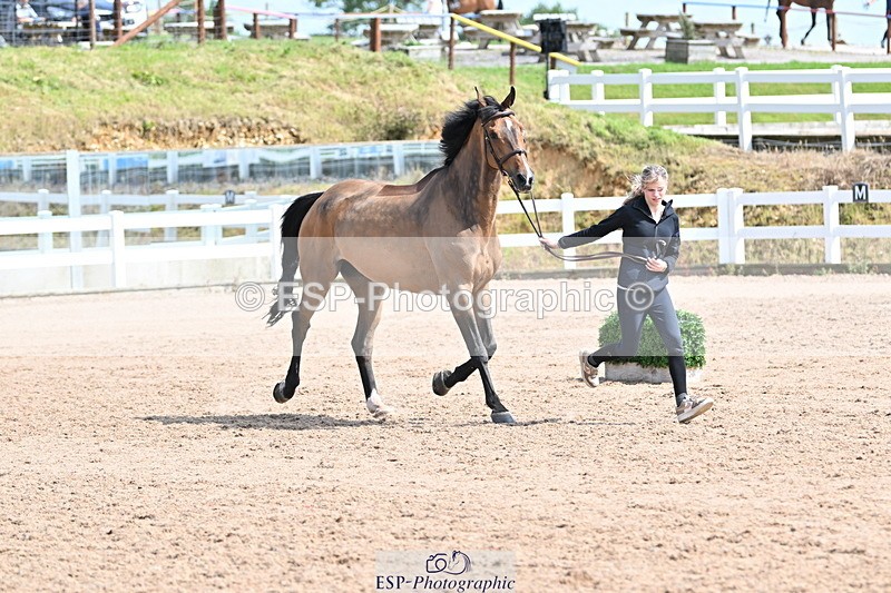 240717A-153304-02870 - Trot Up 3pm to 4pm