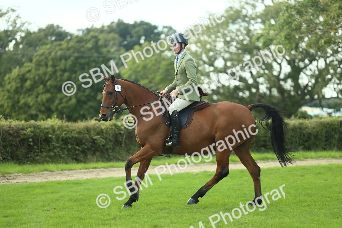 SBM_50749 - S33 - Working Hunter & Working Show Horse