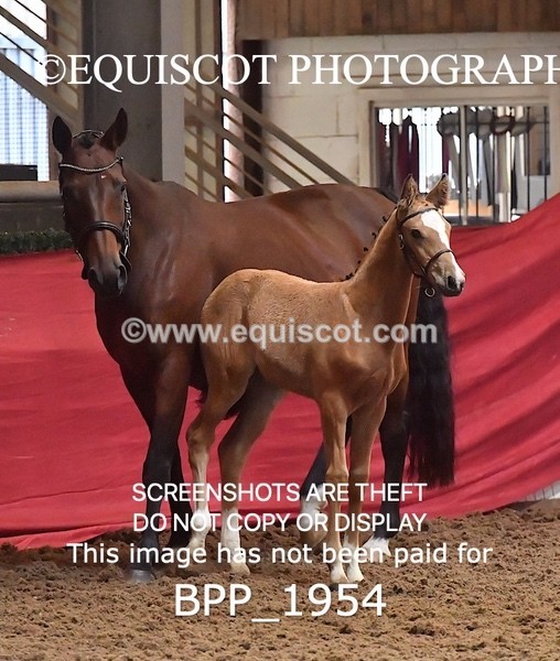 BPP_1954 - AFTERNOON 12.30 - 3.30PM