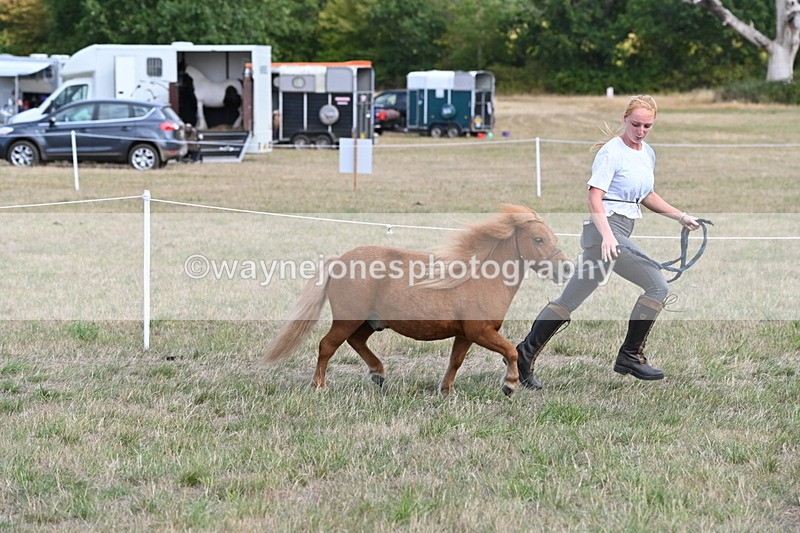 WJ6_6888 - Class 21 Shetland & Mini Horses