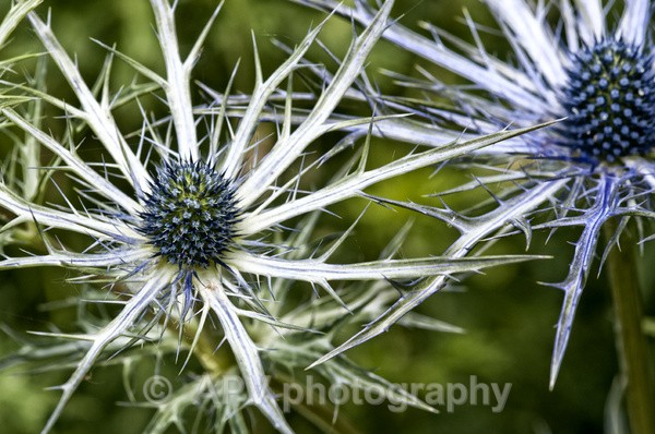  - Forde Abbey