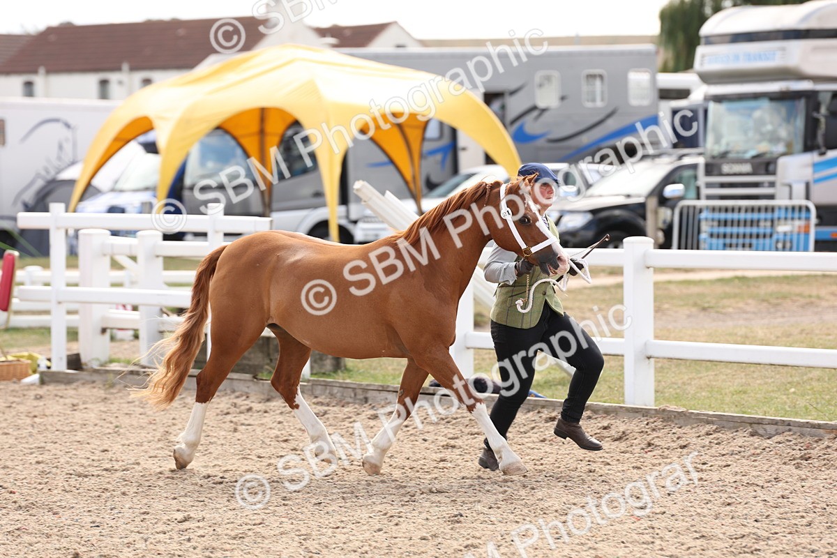 SBM_15086 - Class 209 - IH Veteran Pony