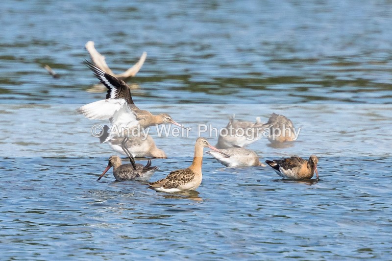 20160817-8E0A7687 - Other Waders