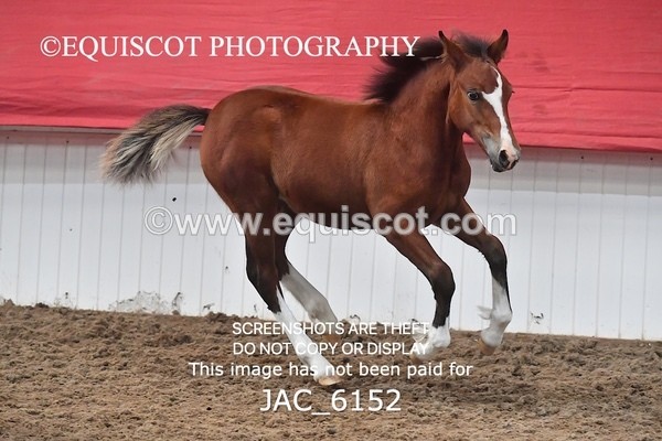 JAC_6152 - 17 Avonmore Little Maeda