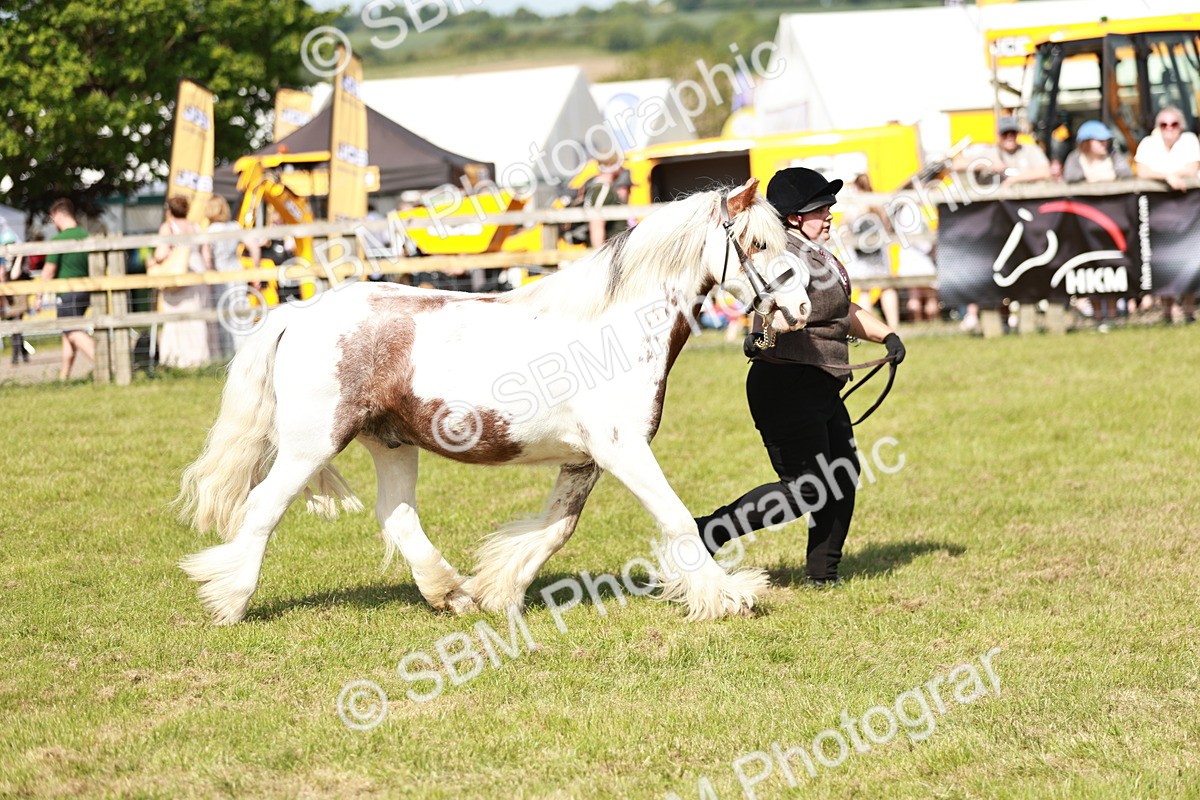 SBM_08659 - Class 63-65 - Traditional Gypsy Cobs In Hand & Ridden