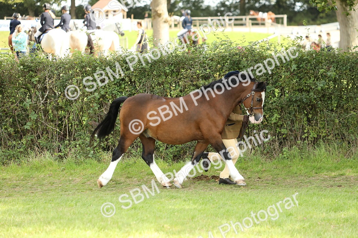 SBM_67717 - S39 - Junior Handler 8  Years & Under